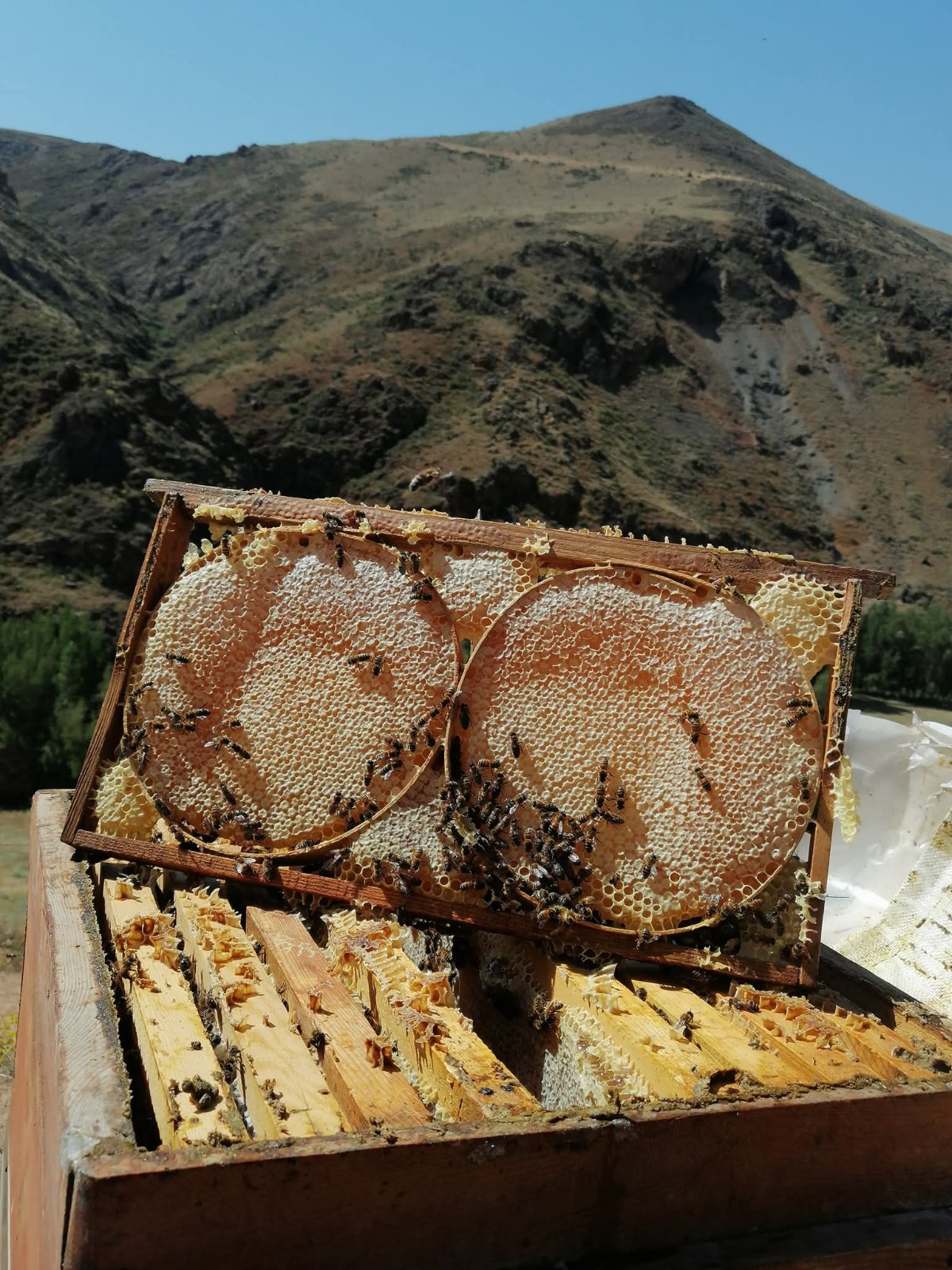 Divriği garantili organik doğal balı — Yöresel Ürünler, Hacıkumru, Divriği