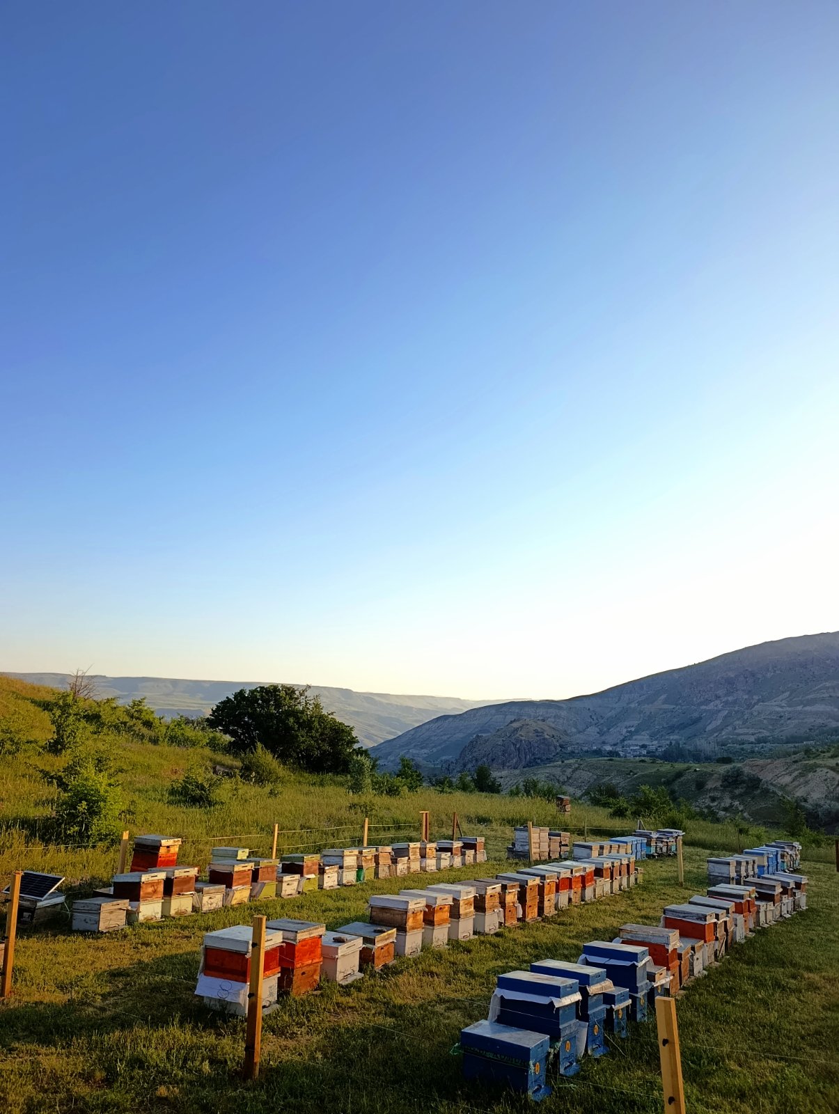 Orjinal Çiçek Petek Balı — Yöresel Ürünler, Merkez, Divriği